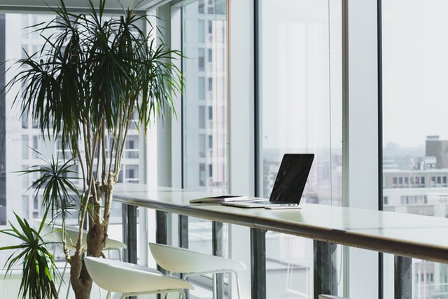 plants in white office with windows